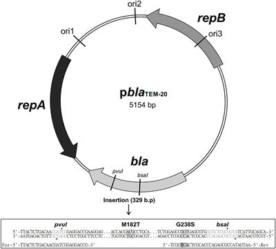 In vitro Susceptibility to β-Lactam Antibiotics and Viability of Neisseria gonorrhoeae Strains Producing Plasmid-Mediated Broad- and Extended-Spectrum β-Lactamases